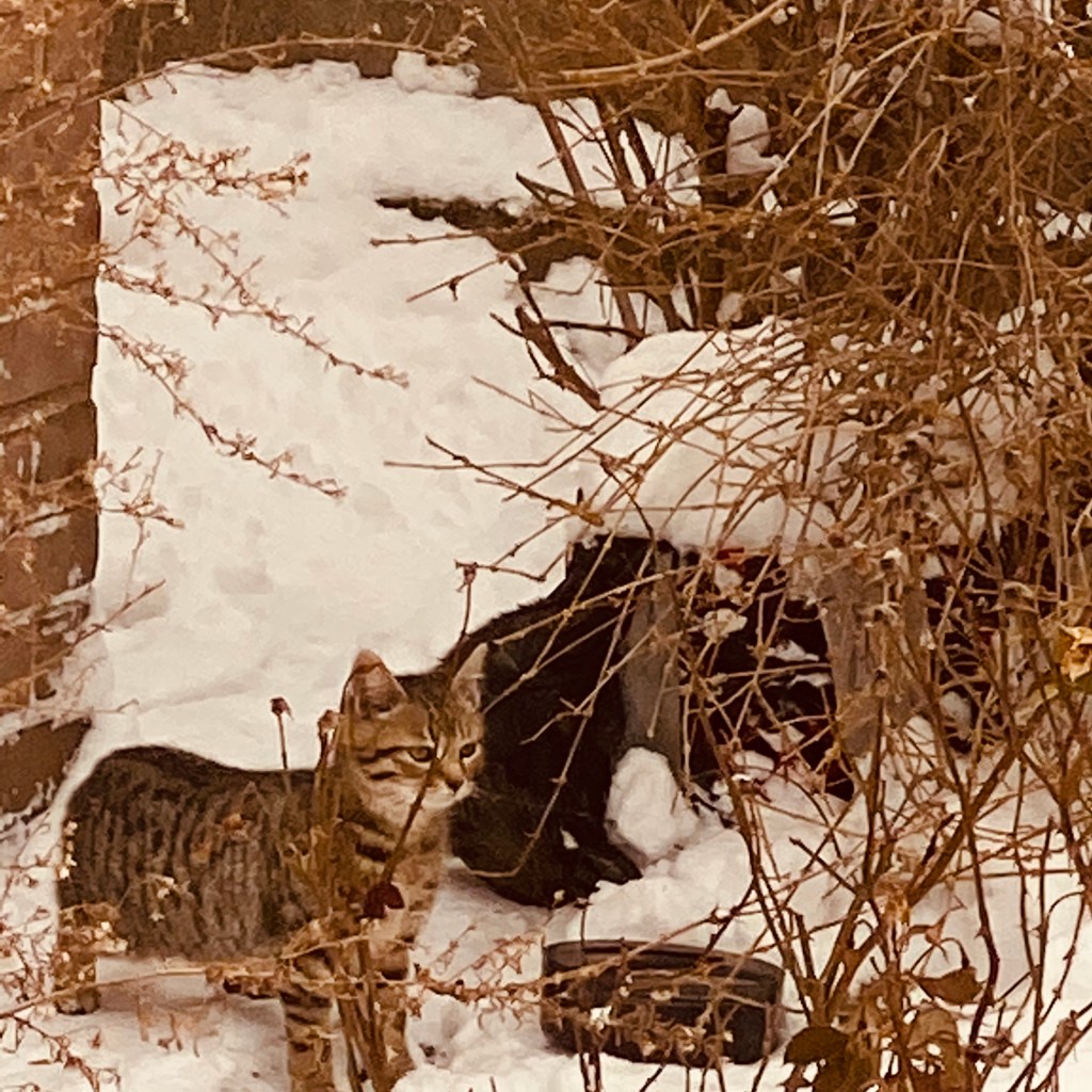 photo of kittens in winter snow