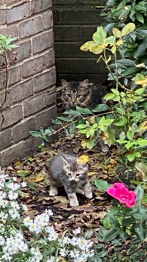 Photo of Tessa Cat, a Maine Coon female cat, and a kitten in the rose garden in early fall