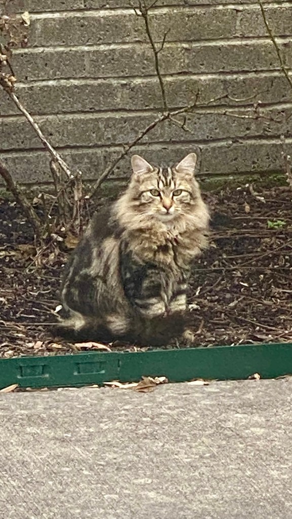Photo of Tessa Cat, a Maine Coon adult female cat, sitting in rose garden in winter snow
