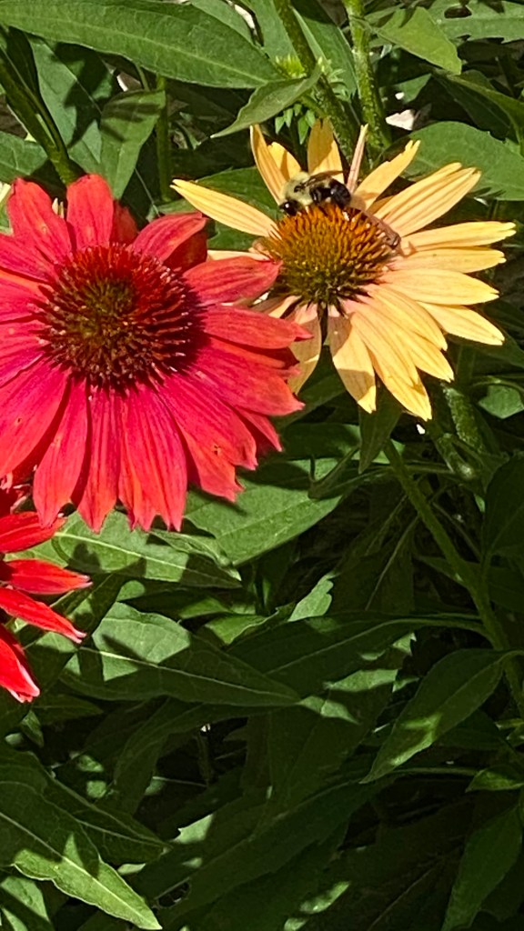 Red and Yellow Coneflowers with Bumblebee