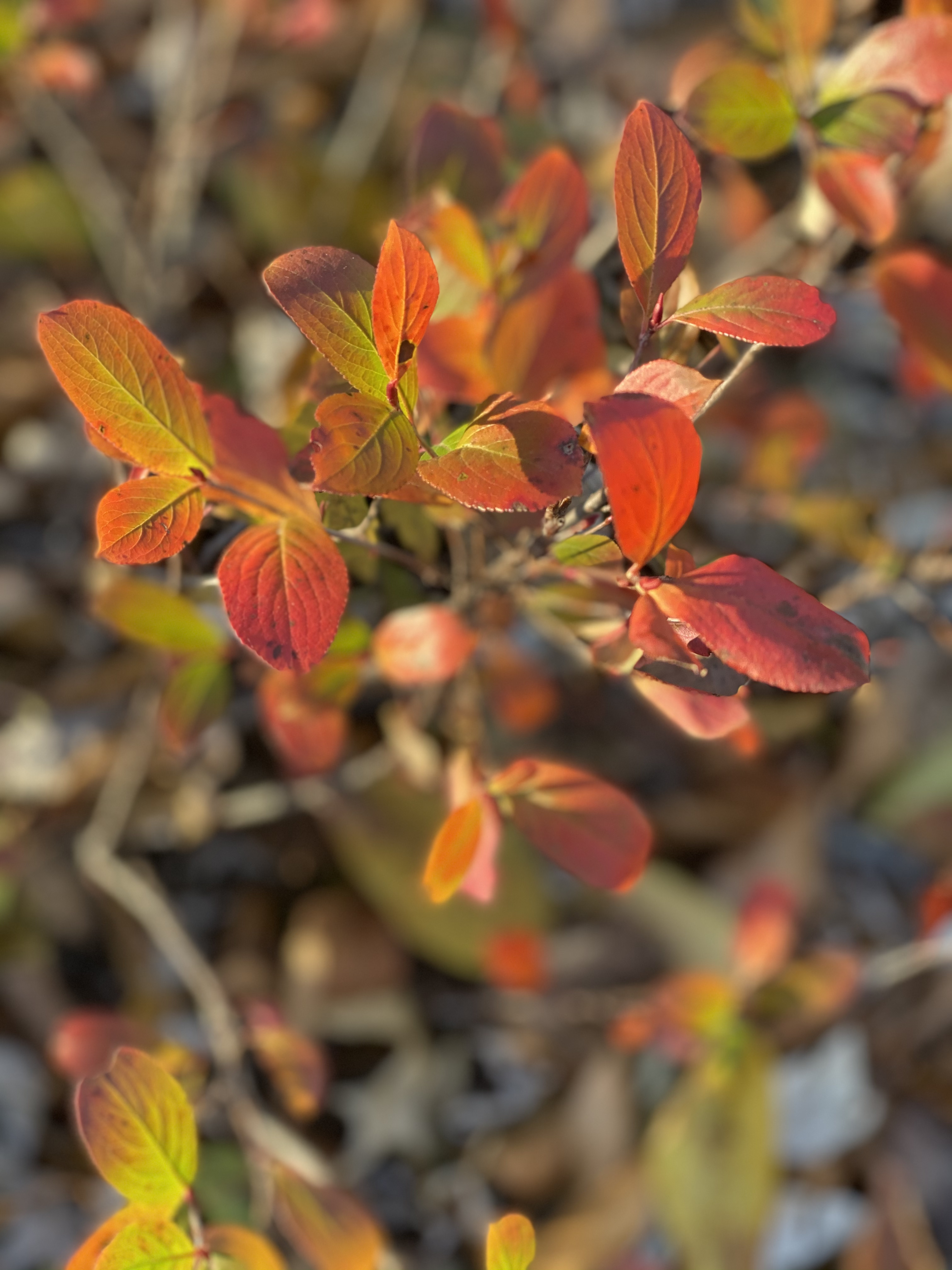 Chokeberry Changing Colors in Fall