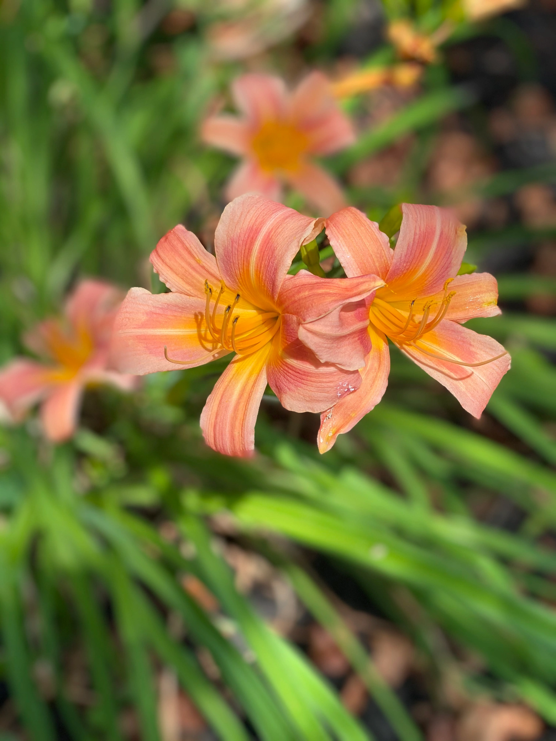 Peach Daylily in a Cluster of Two
