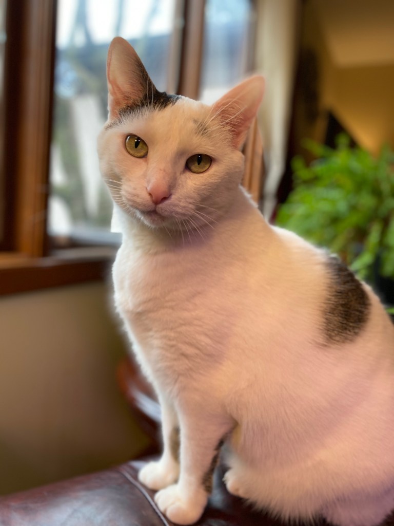 Most Beloved Cat Sitting Pretty on a table with a Boston Fern in the backgroundat Gardens at Effingham