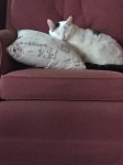 A Beautiful, little white cat with a tabby tail sleeping on a raspberry arm chair with her head resting on a Parisian pillow