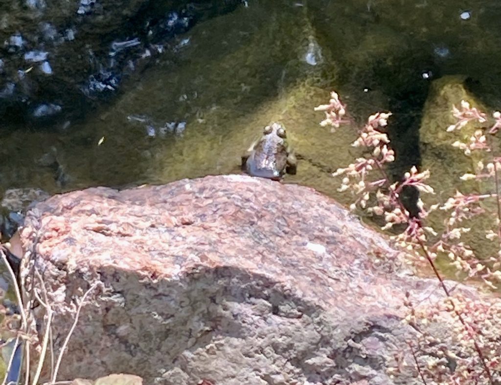 Photo of a frog sitting and sunning itself on a sunny afternoon