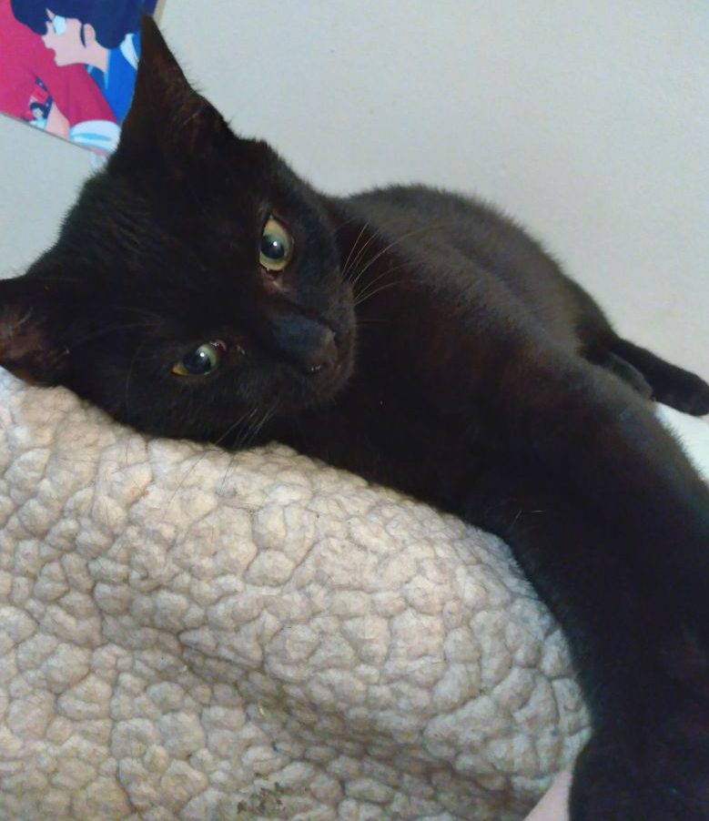Photo of Black Cat named Ninja