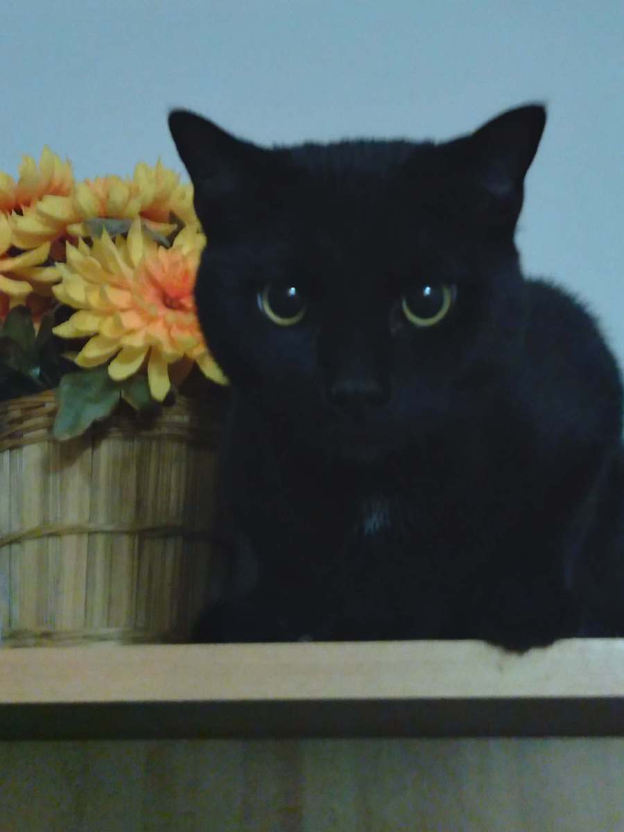 Featured: Ninja Finds a Forever Home (And Other Black Cats in&nbsp;Fall)