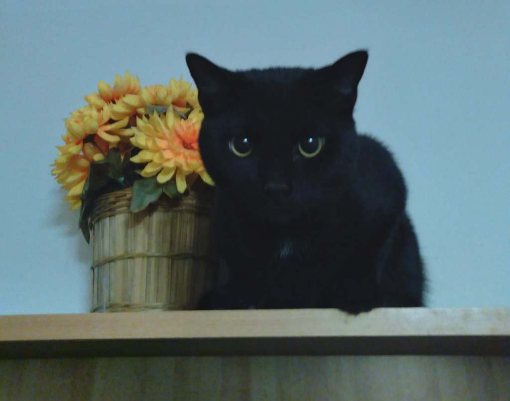 Featured: Ninja Finds a Forever Home (And Other Black Cats in&nbsp;Fall)