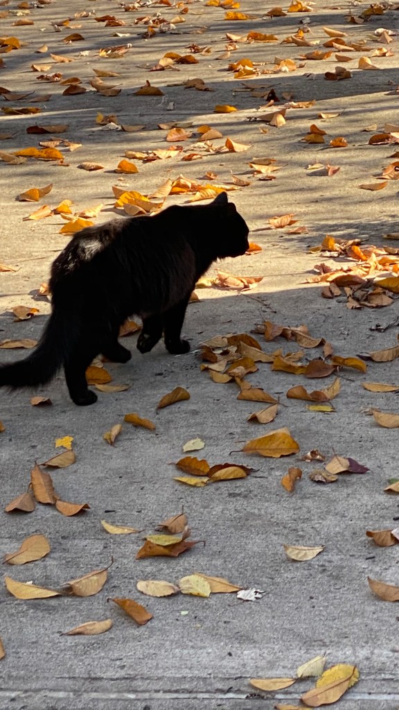 Photo of Shadow Cat, a black cat, walking in fall leaves