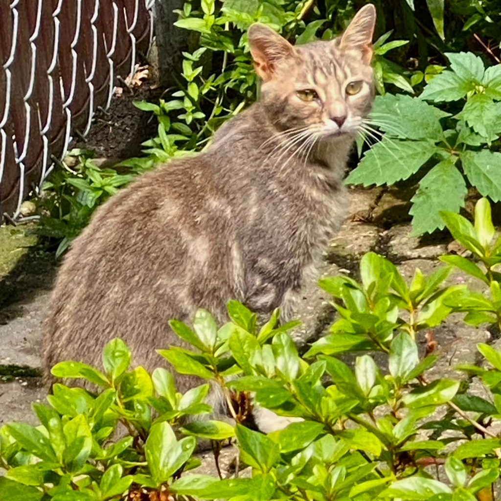A silver-colored tabby cat with mottled gray and cream markings sitting pretty by a fence surrounded by green plants and leaves.