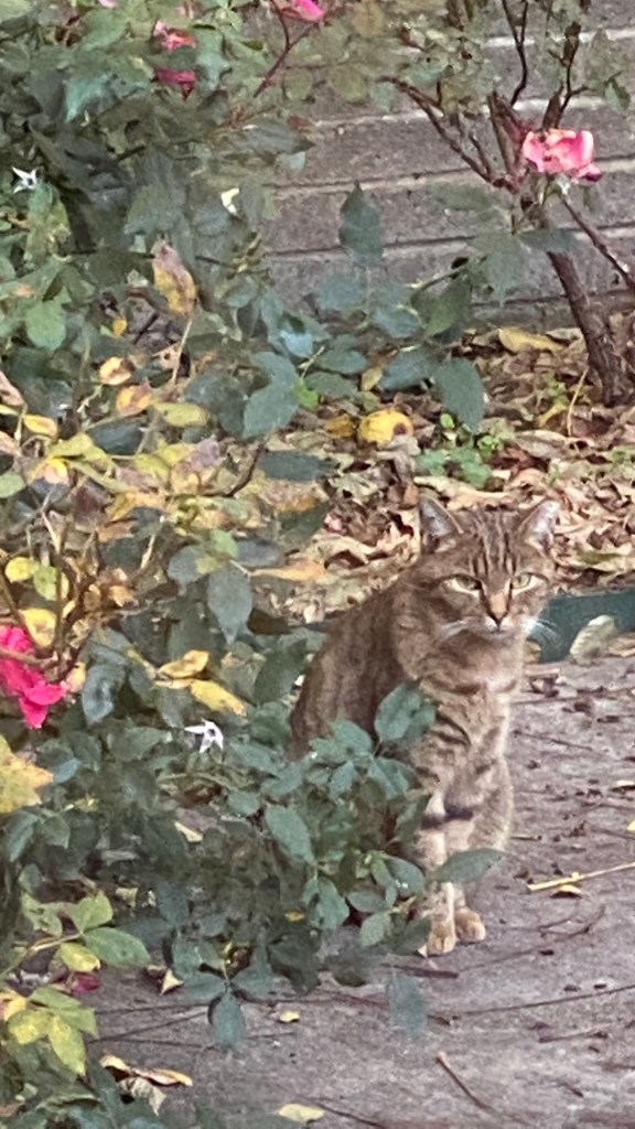 A beautiful tabby cat with golden front legs and paws sitting pretty beside a bed of red and pink roses