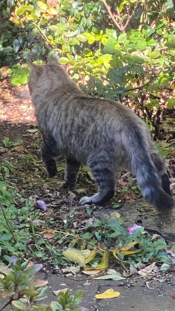 photo of long-haired, light-colored tabby cat walking away from camera