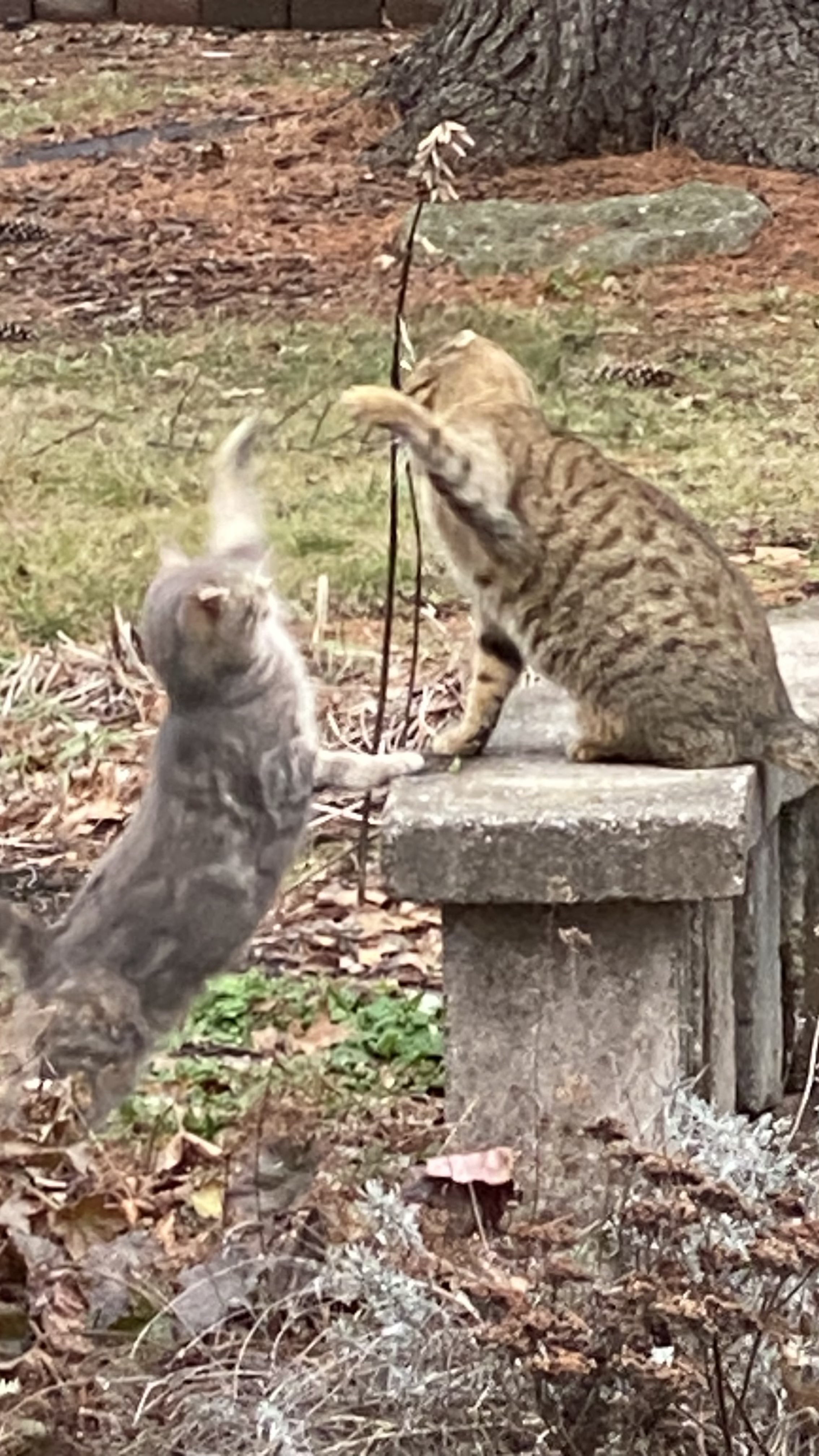photo of 2 young cat siblings playing on a stone ledge wall in winter