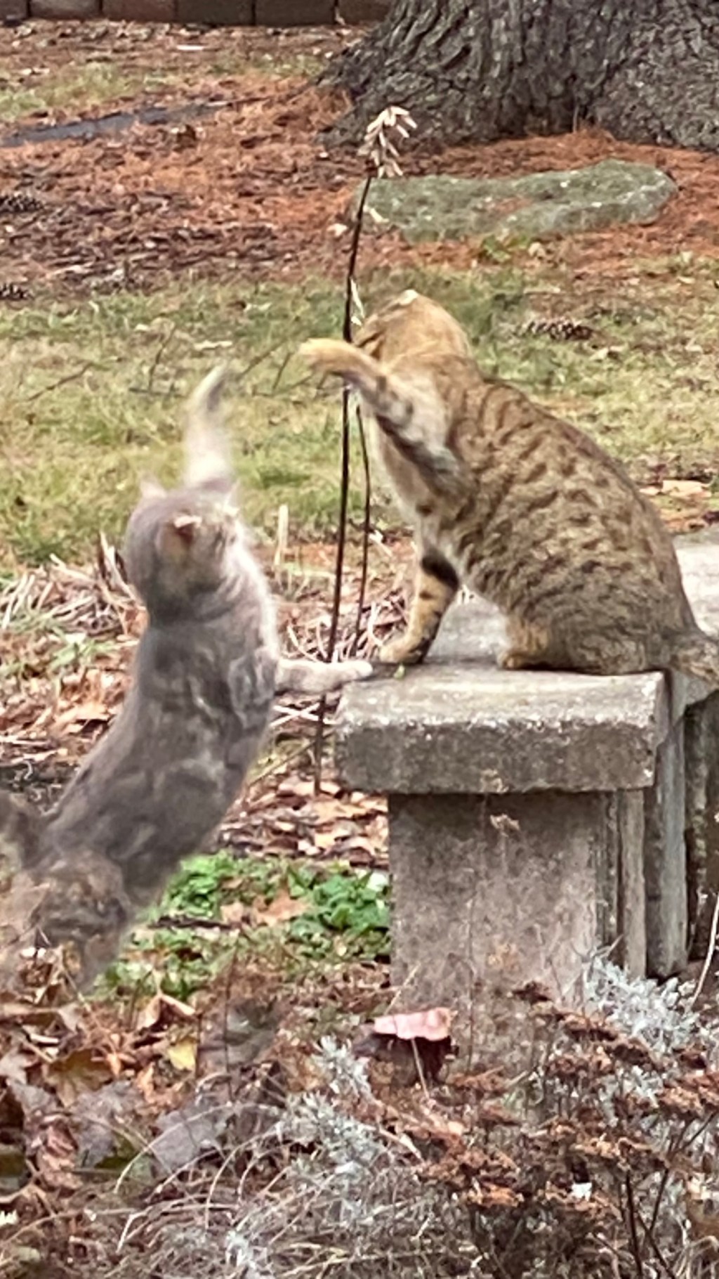 Spring Dreaming: (Not, Ahem, Spring&nbsp;Cleaning)