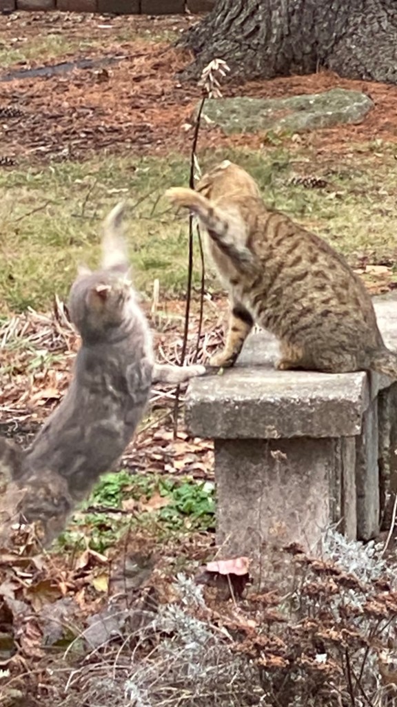photo of 2 young cat siblings playing on a stone ledge wall in winter