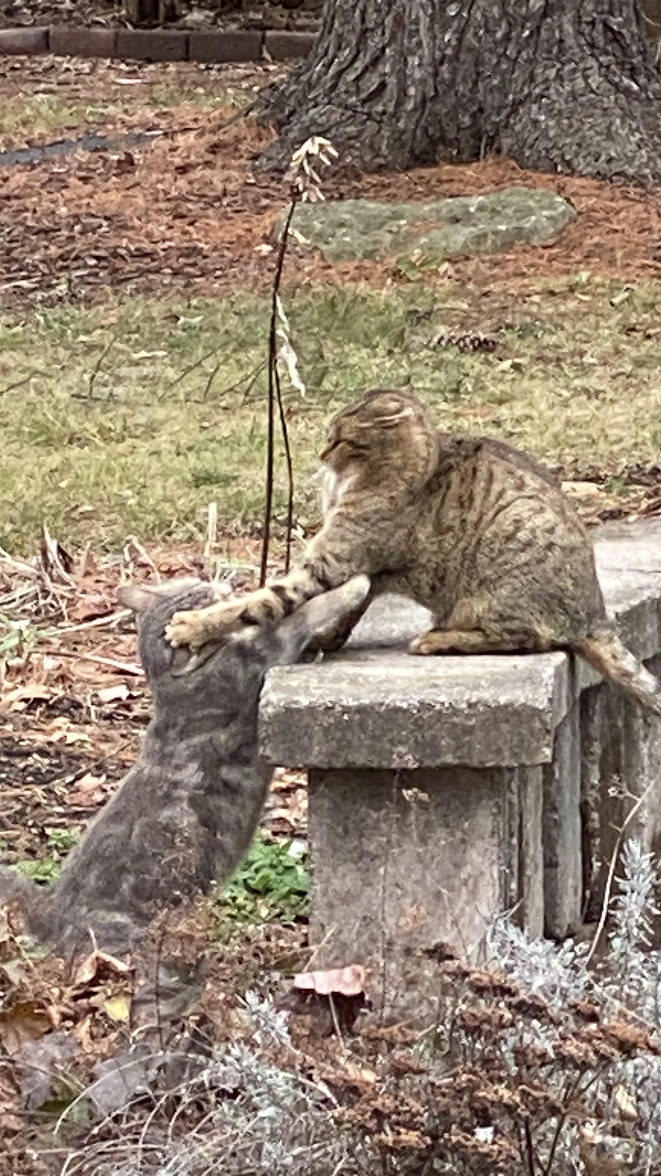 photo of tabby cat named Golden Paw boxing her silver tabby littermate on the head