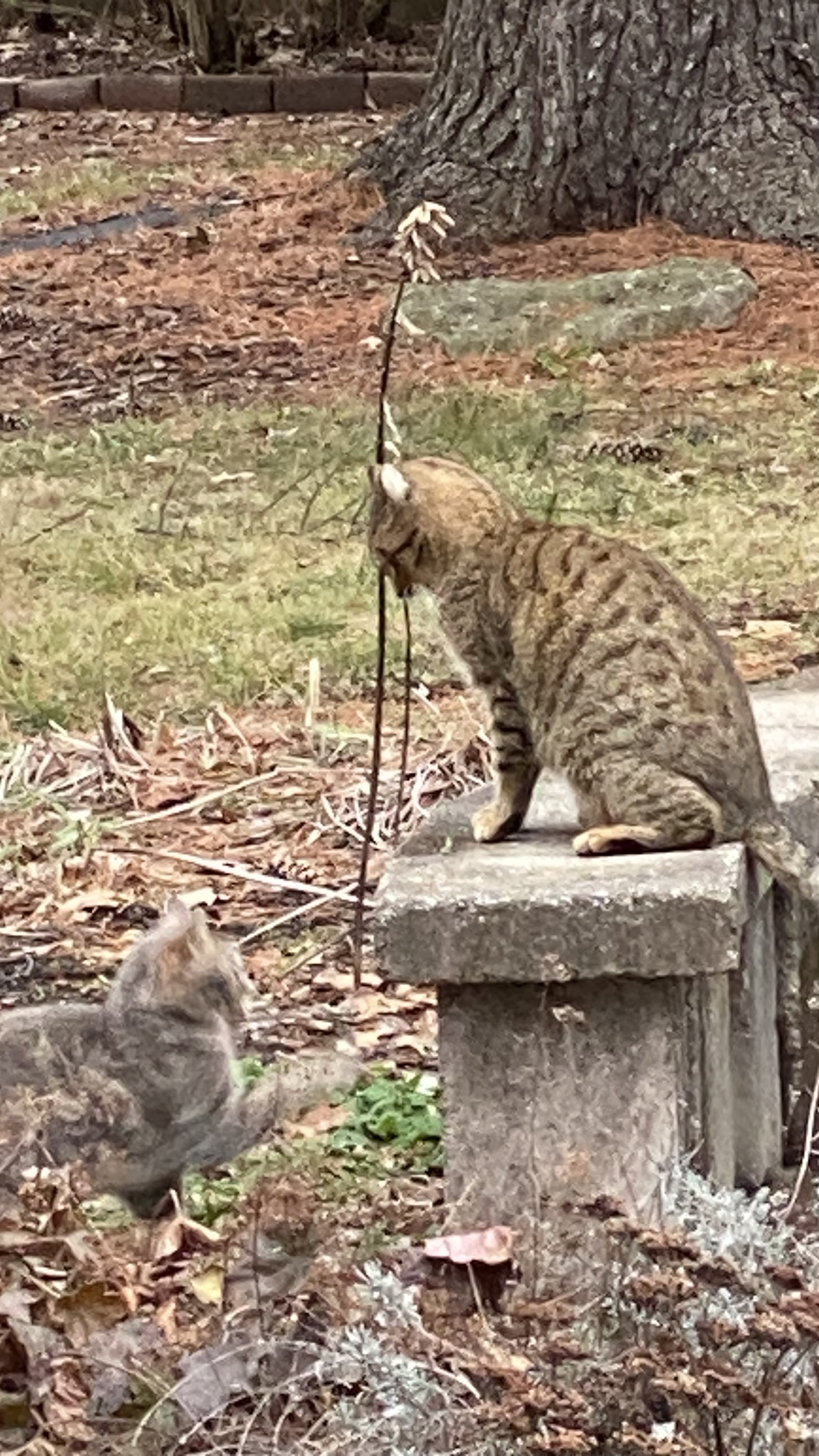 Spotted tabby cat named Golden Paw and Silver Twin Sibling at Play on Stone Ledge in Winter
