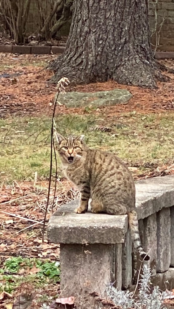 Photo of a young tabby cat named Golden Paw on a Stone Ledge in Winter