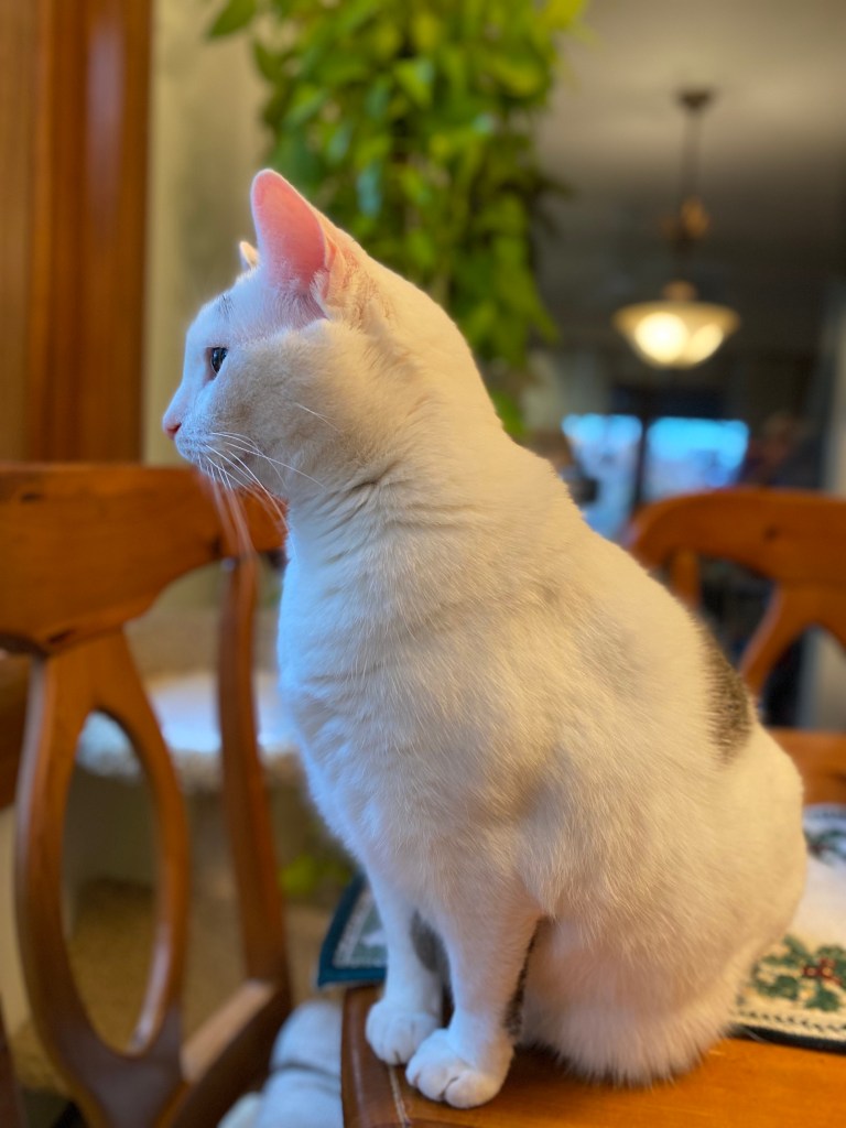 Photo of Most Beloved Cat, a little white cat with a few tabby markings, sitting on a wooden table looking out a window. Green plant in background