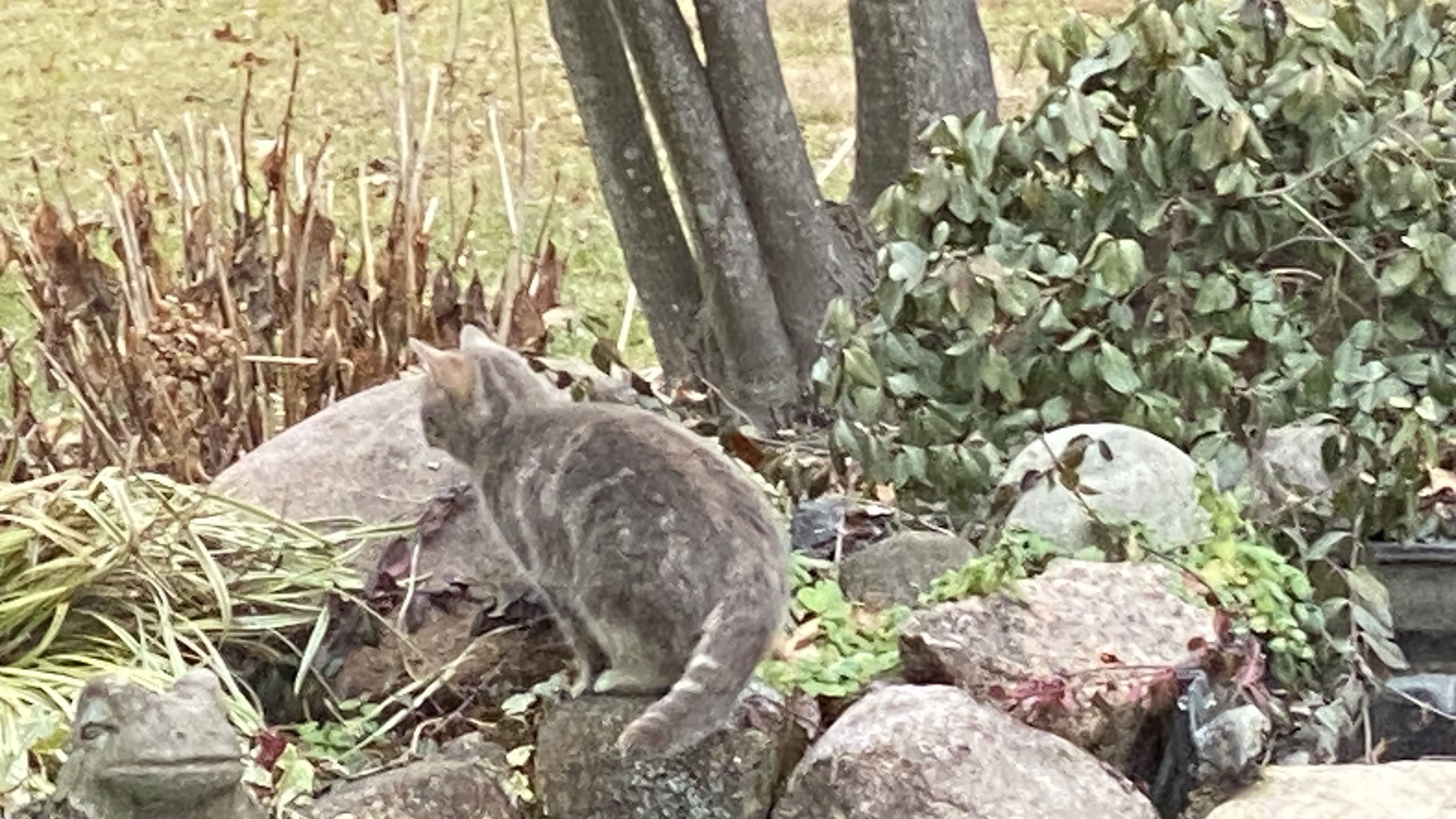 photo of mottled gray and cream colored young cat playing on rocks in winter
