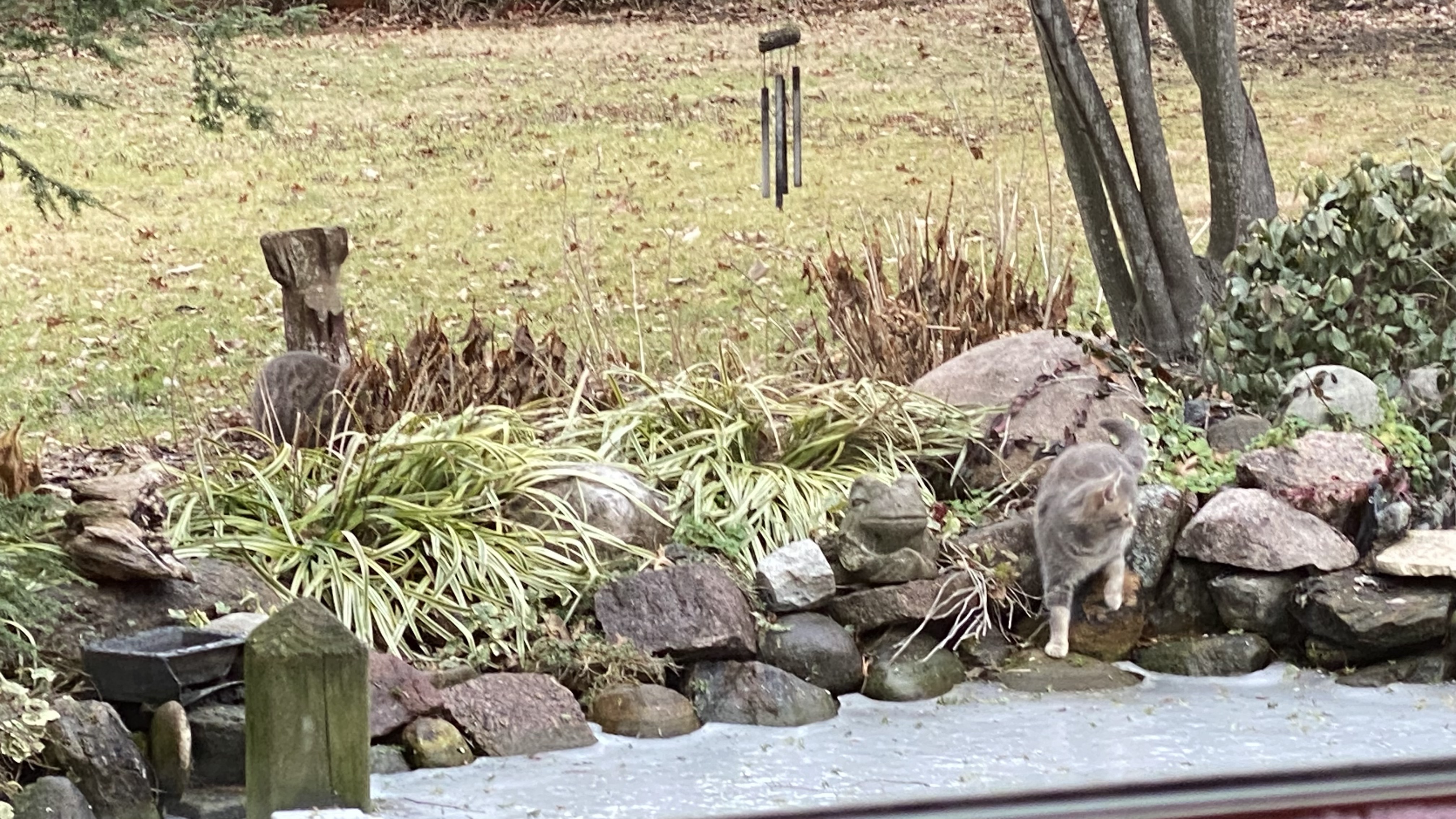 Silver twin kittens playing on rocks next to a water pond. 