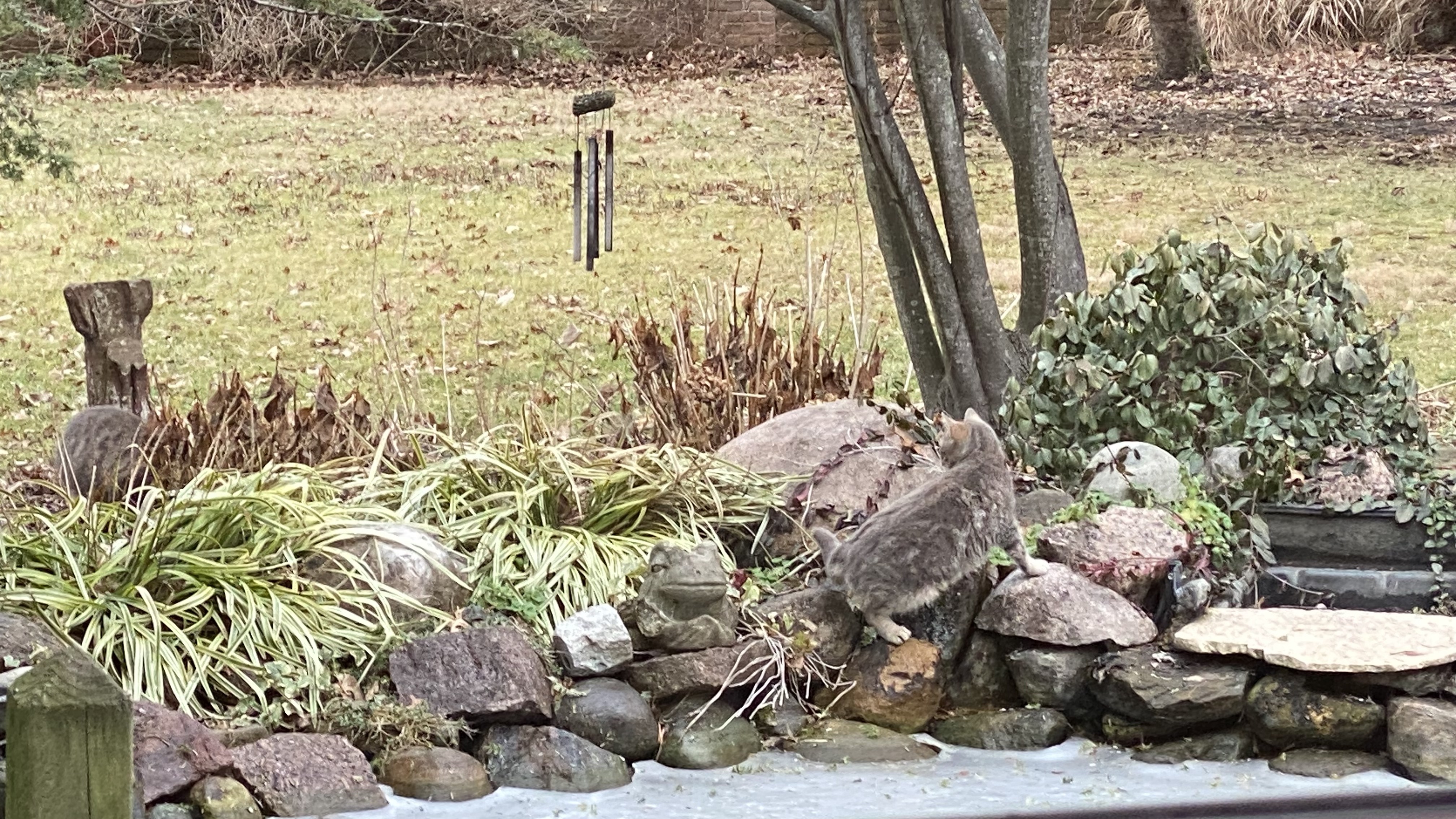 Silver Twin tabby cats romping around water pond in winter