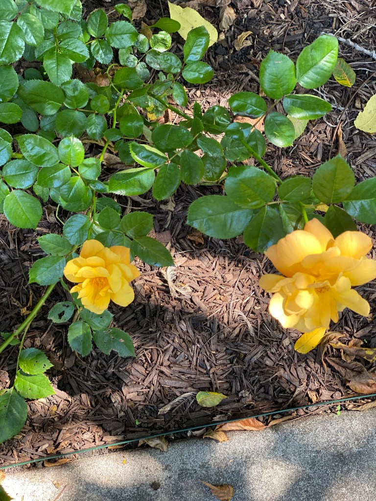 Beautiful yellow roses named Good as Gold Hybrid Rose in full bloom in late summer, Gardens at Effingham, Welcome Home Walter Mitty!