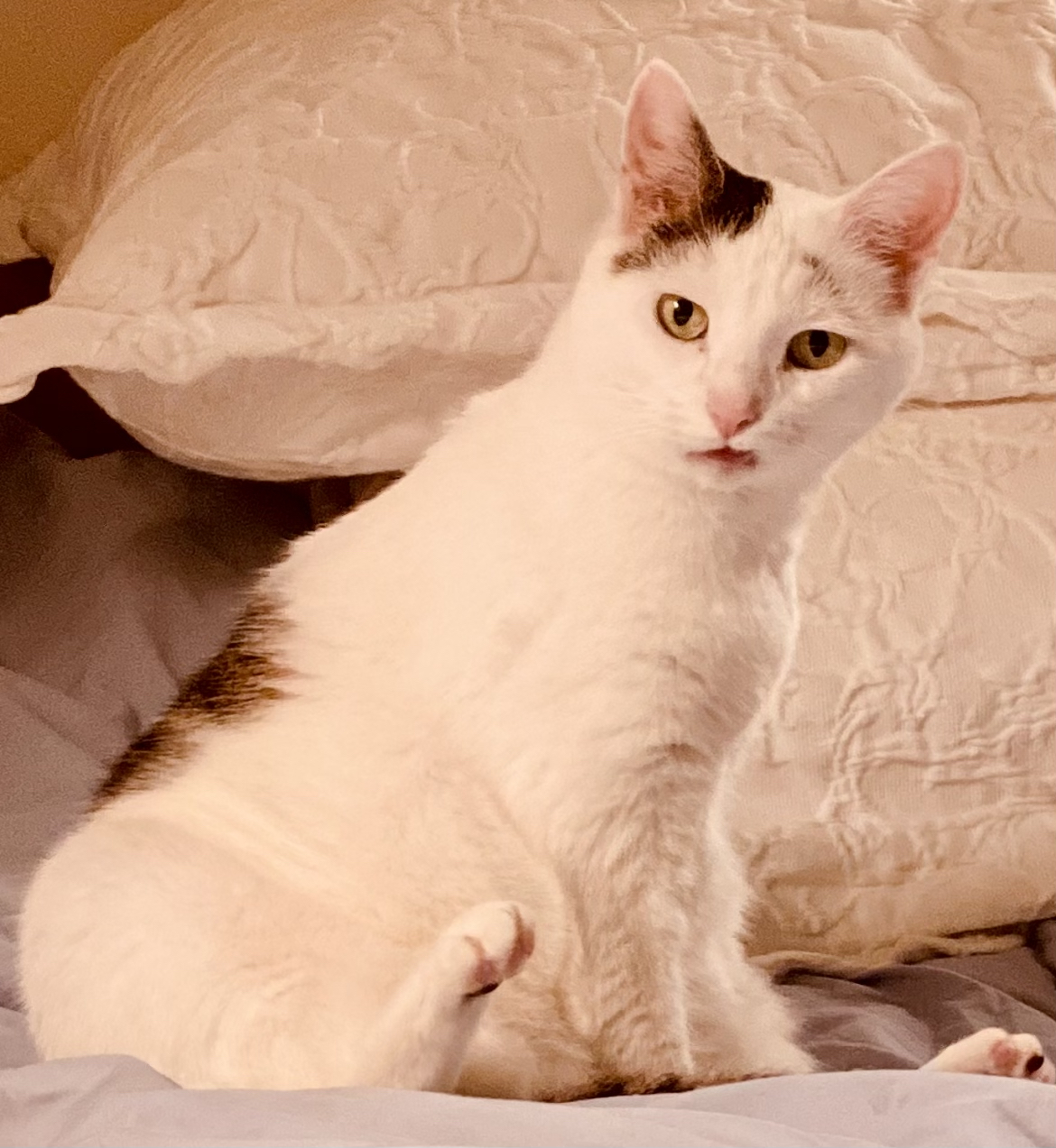 a little white cat with a black patch above her left ear and near her hind legs reacts witha partial tongue blep upon being introduced to new cat, Walter Mitty, Gardens at Effingham, Welcome Home Walter Mitty!
