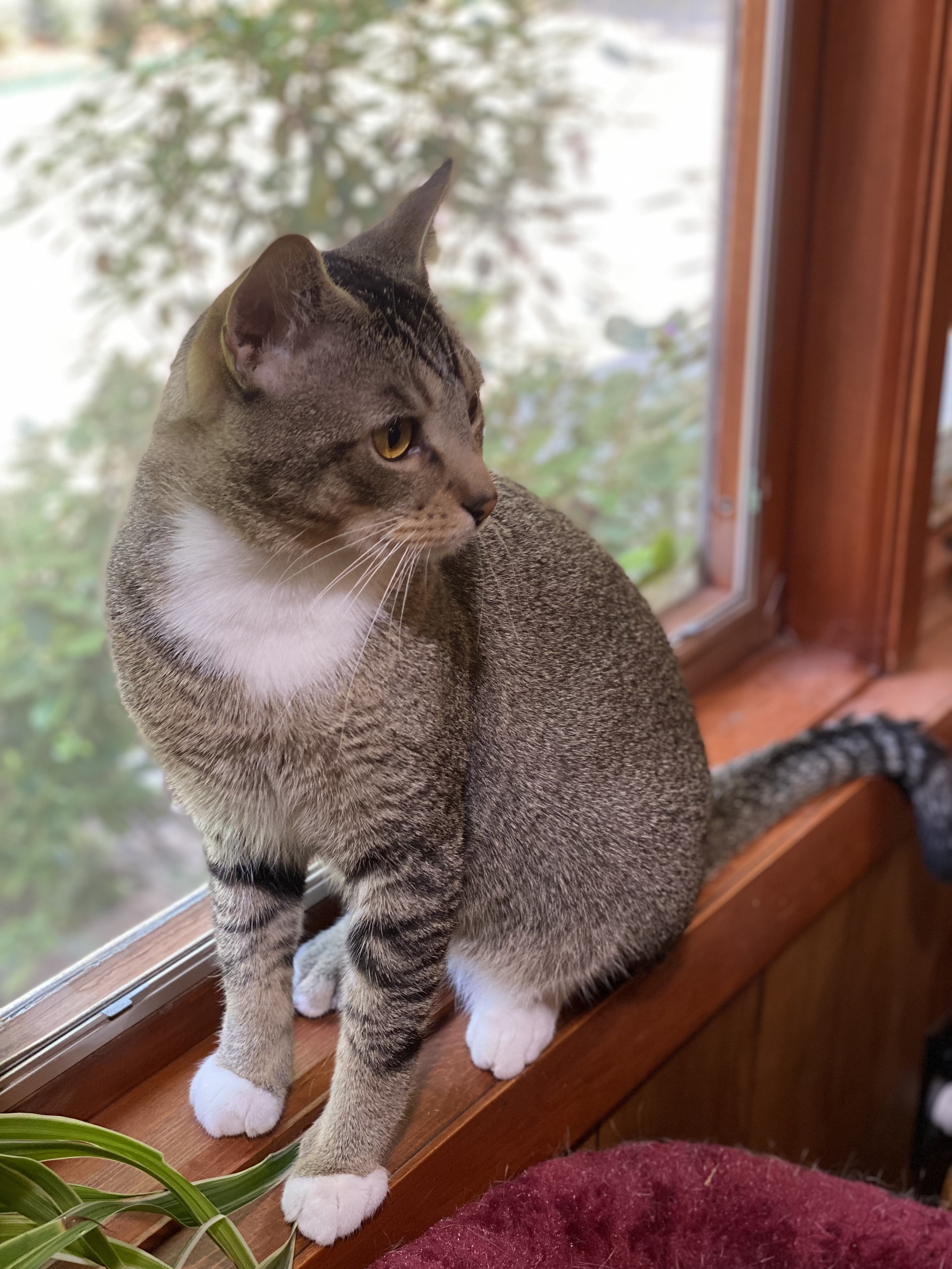 beautiful tick-coated tabby cat with 4 mitten feet and a white patch on his nose and chest sits on a wood windowsill with beautiful green trees and shrubs in background and a spider plant inside and beside where Walter Cat is sitting, Gardens at Effingham, Welcome Home Walter Mitty!